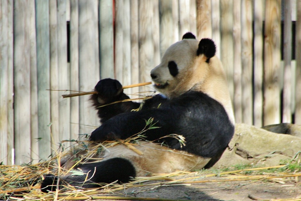 Foto: Zoo - Madrid (Comunidad de Madrid), España
