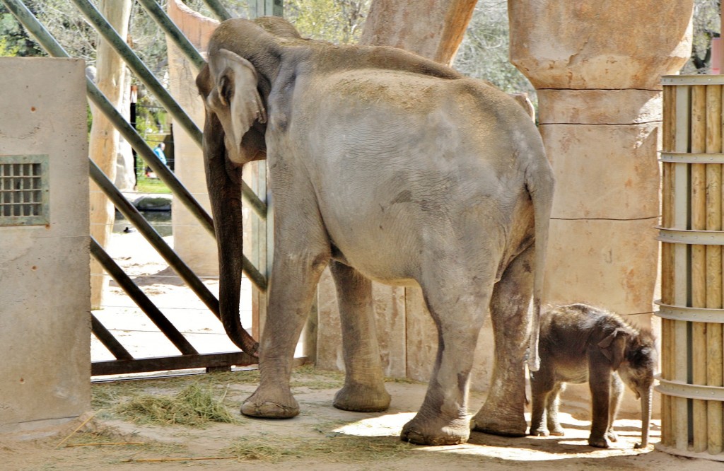 Foto: Zoo - Madrid (Comunidad de Madrid), España