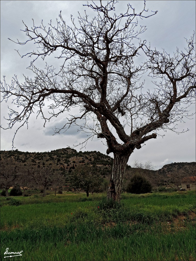 Foto: 130516-20 MOCHALES - Mochales (Guadalajara), España