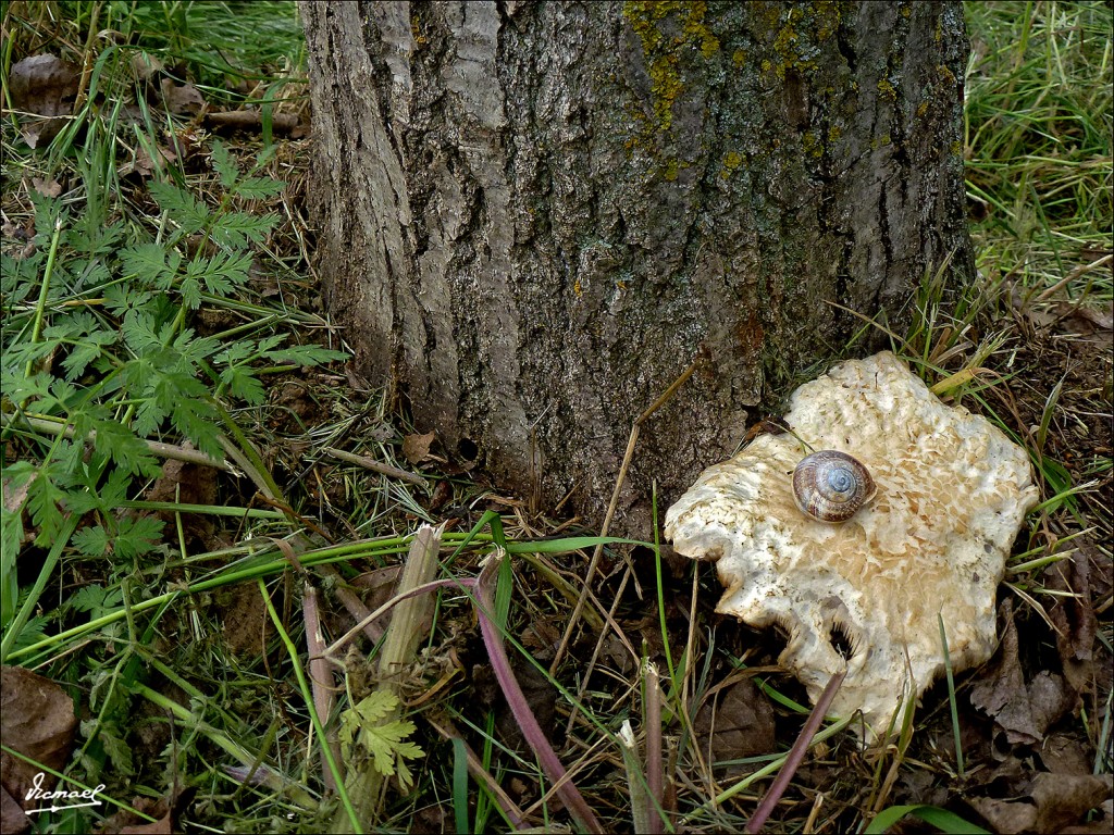Foto: 130519-04 ARCOS DE JALON - Arcos De Jalon (Soria), España