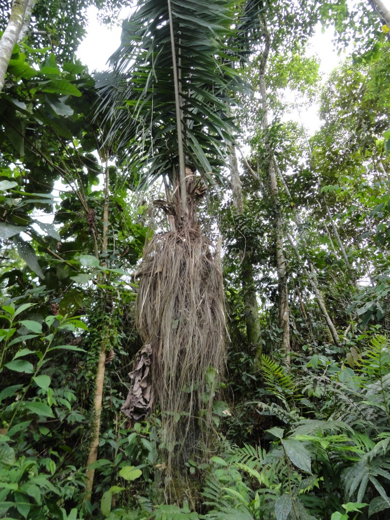 Foto: Planta de Fibra - Simón Bolívar (Villa Flora) (Pastaza), Ecuador