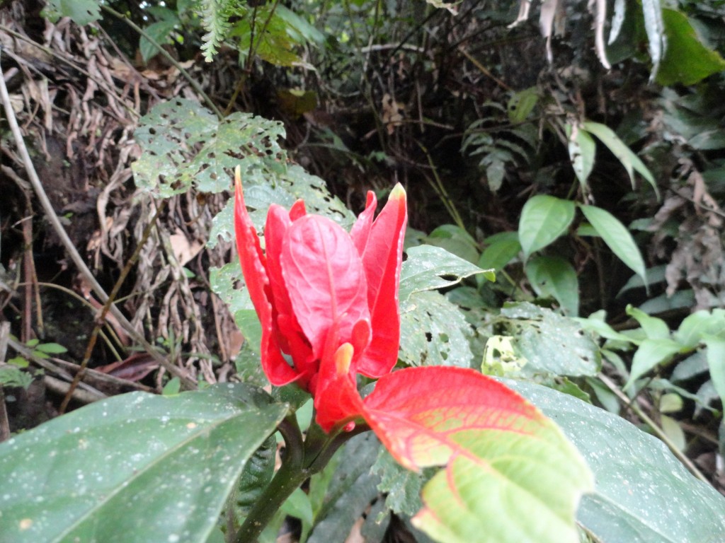 Foto: Flor - Simón Bolívar (Villa Flora) (Pastaza), Ecuador