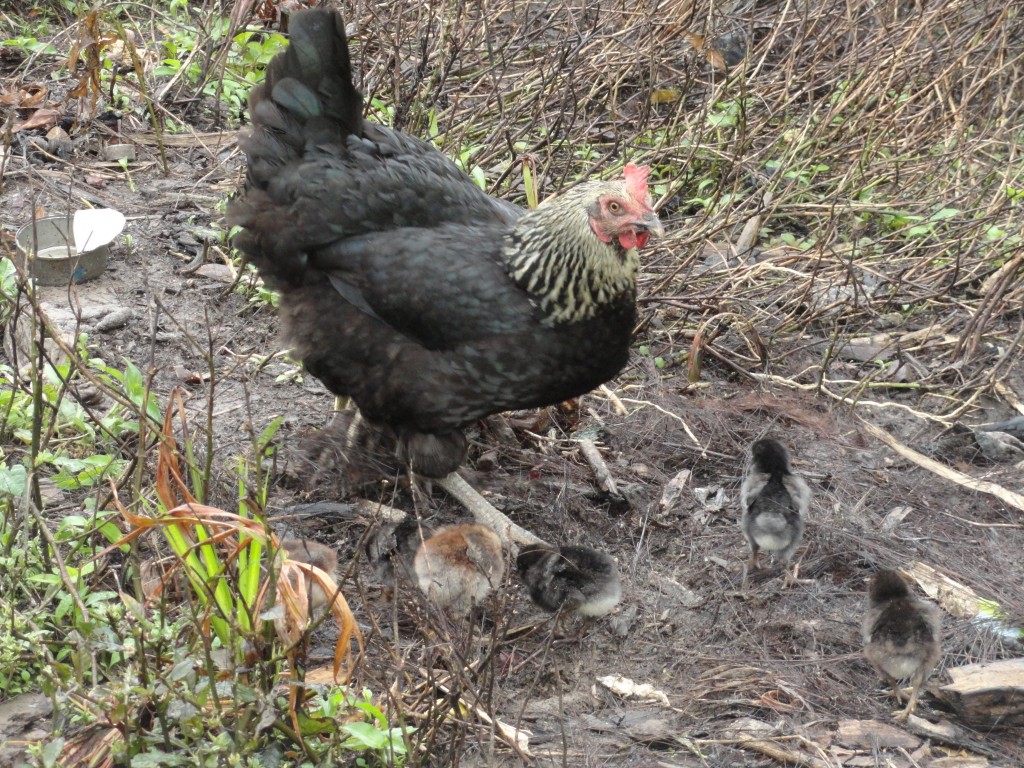 Foto: Gallina - Simón Bolívar (Villa Flora) (Pastaza), Ecuador