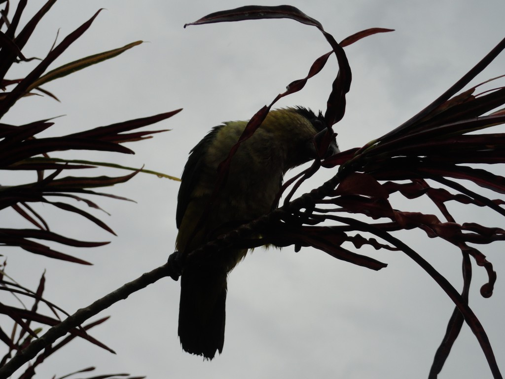 Foto: Chilicres - Simón Bolívar (Villa Flora) (Pastaza), Ecuador