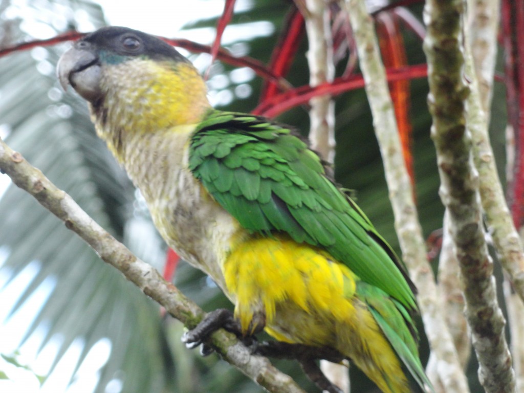 Foto: Chilicres - Simón Bolívar (Villa Flora) (Pastaza), Ecuador
