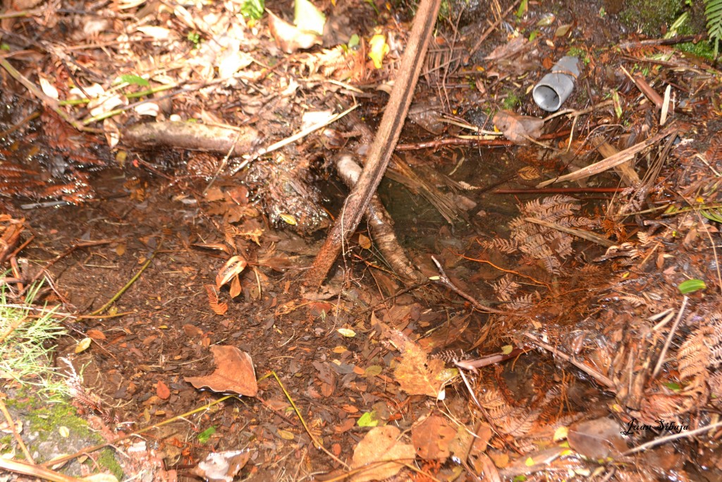 Foto: Volcan Poás - Poás (Alajuela), Costa Rica