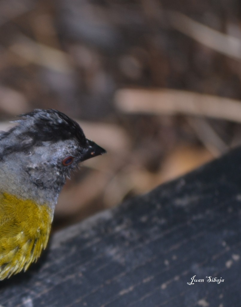 Foto: Volcan Poás - Poás (Alajuela), Costa Rica