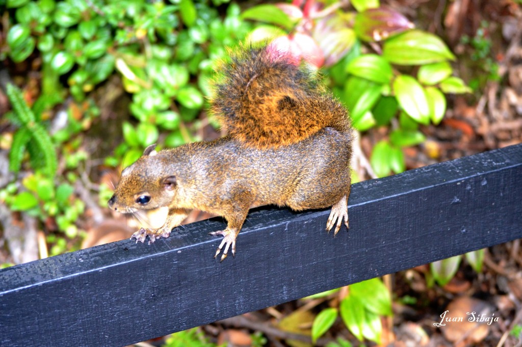 Foto: Volcan Poás - Poás (Alajuela), Costa Rica