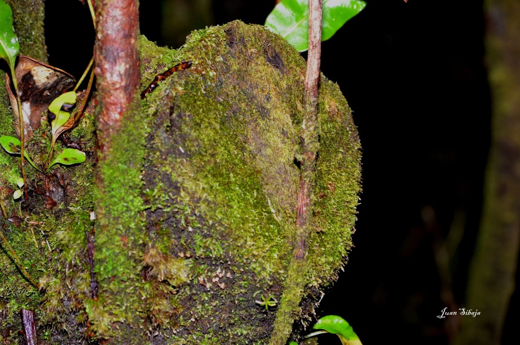 Foto: Volcan Poás - Poás (Alajuela), Costa Rica
