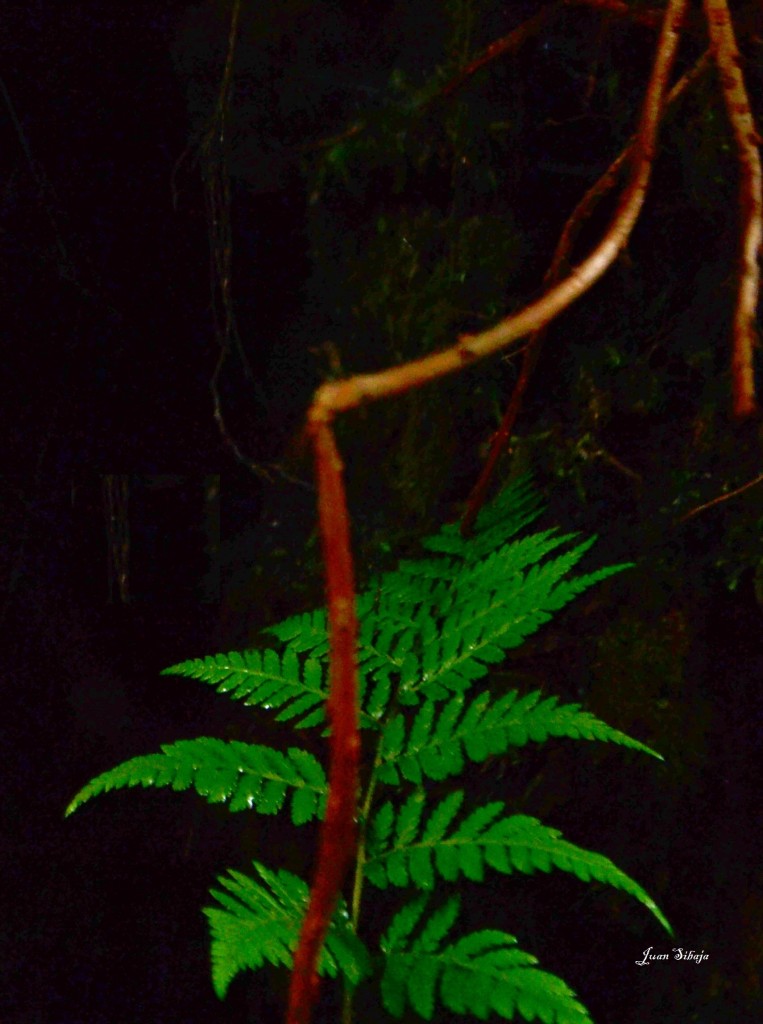 Foto: Volcan Poás - Poás (Alajuela), Costa Rica