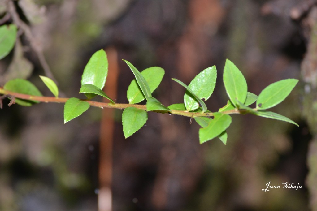Foto: Volcan Poás - Poás (Alajuela), Costa Rica