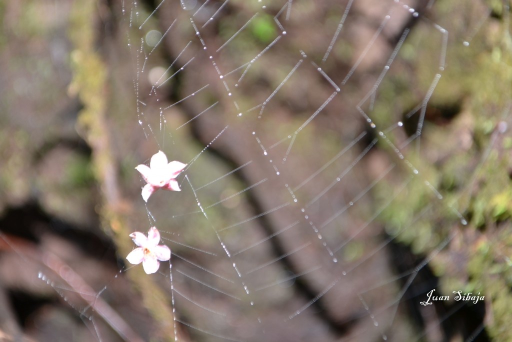 Foto: Volcan Poás - Poás (Alajuela), Costa Rica
