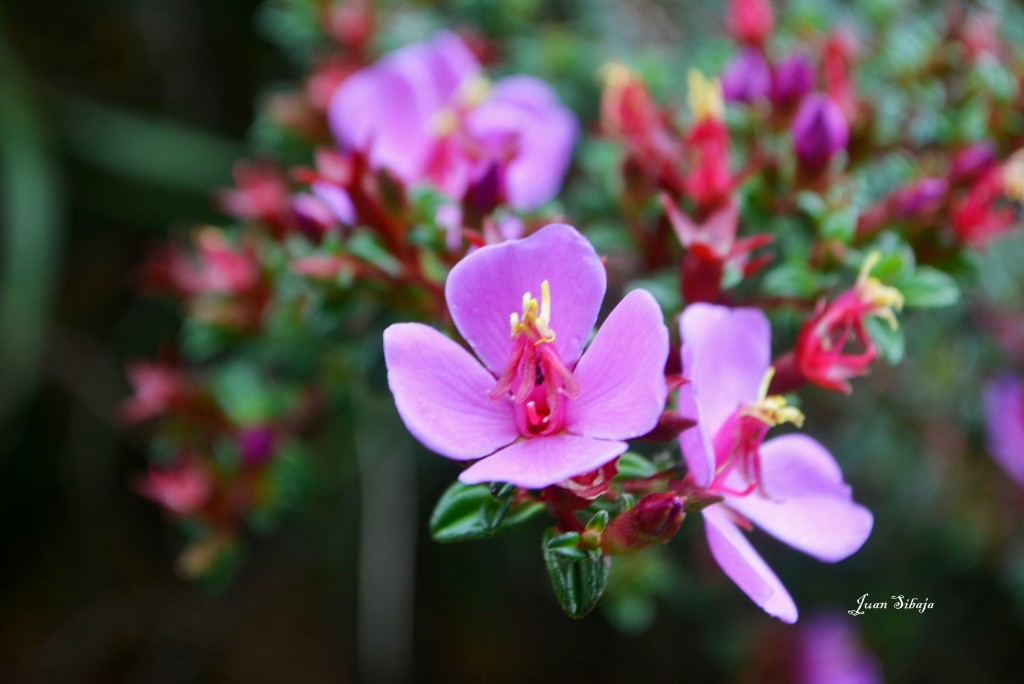 Foto: Volcan Poás - Poás (Alajuela), Costa Rica