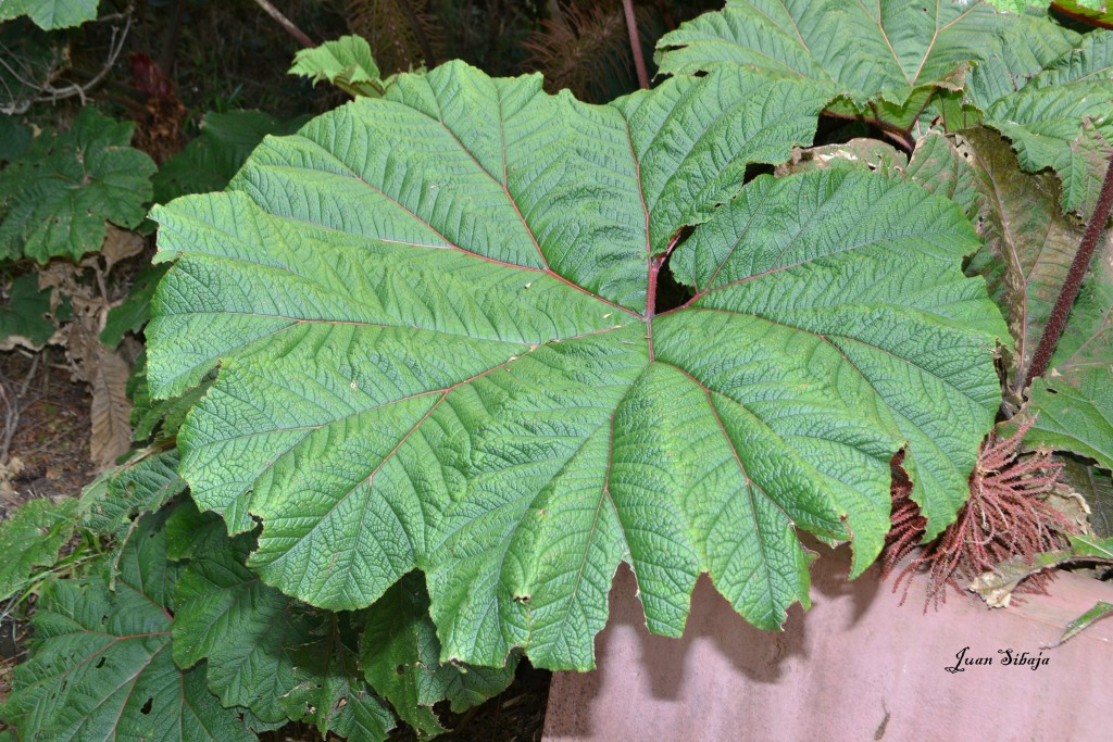 Foto: Volcan Poás - Poás (Alajuela), Costa Rica