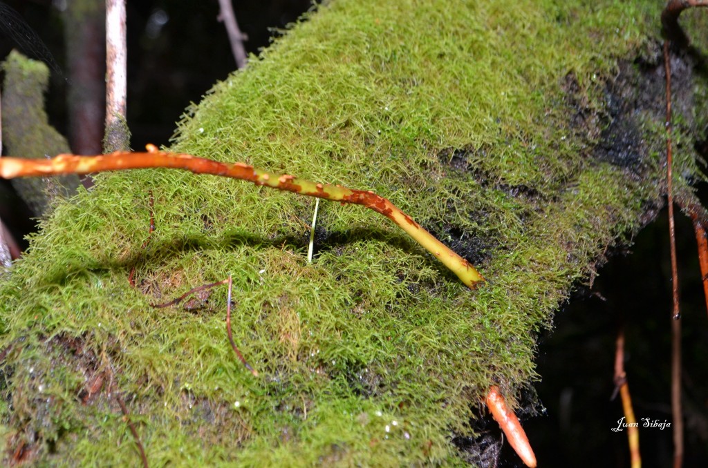 Foto: Volcan Poás - Poás (Alajuela), Costa Rica