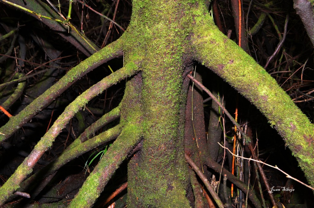 Foto: Volcan Poás - Poás (Alajuela), Costa Rica