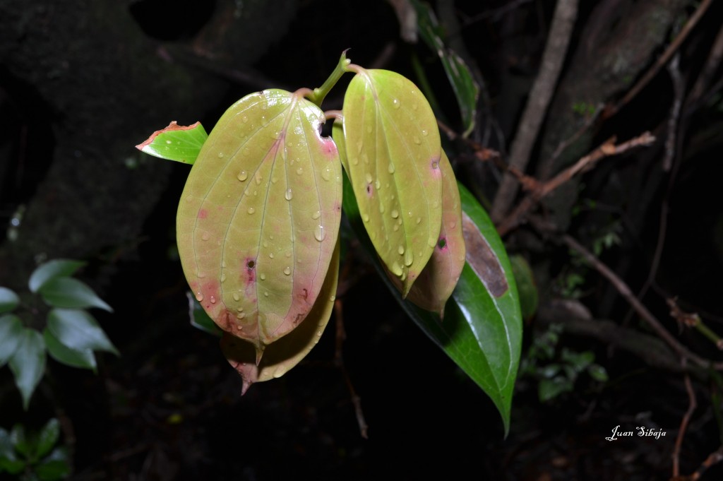Foto: VOLCAN POÁS - Poás (Alajuela), Costa Rica