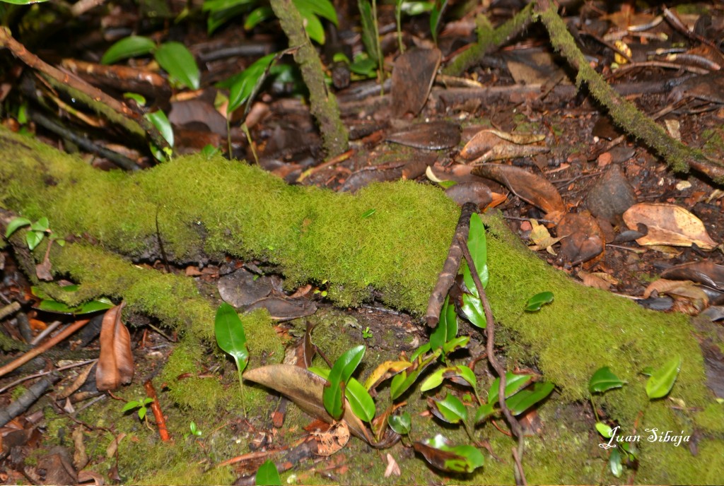 Foto: VOLCAN POÁS - Poás (Alajuela), Costa Rica