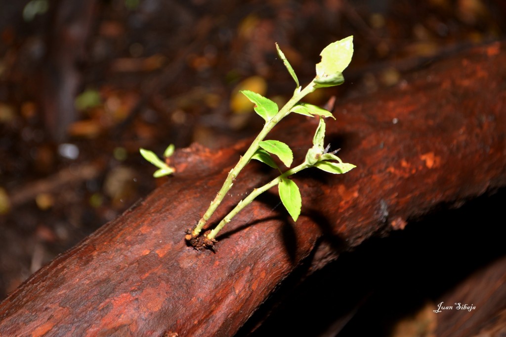 Foto: VOLCAN POÁS - Poás (Alajuela), Costa Rica