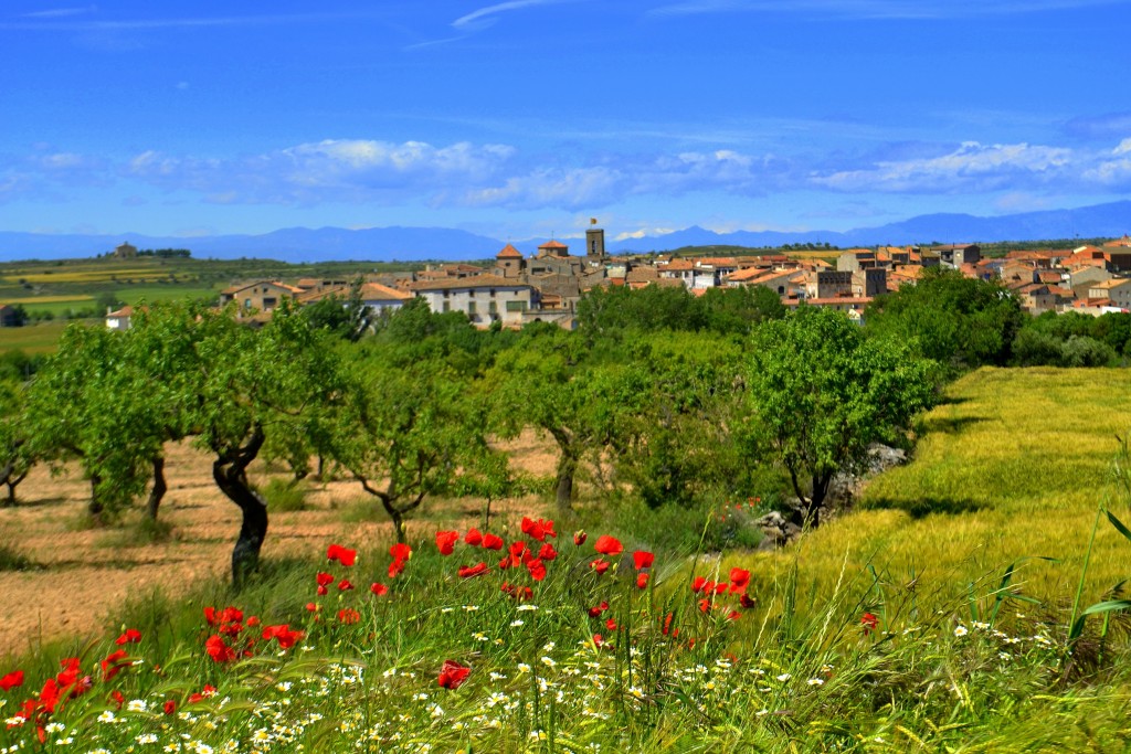 Foto: Campos de Primavera - Tarroja de Segarra (Lleida), España