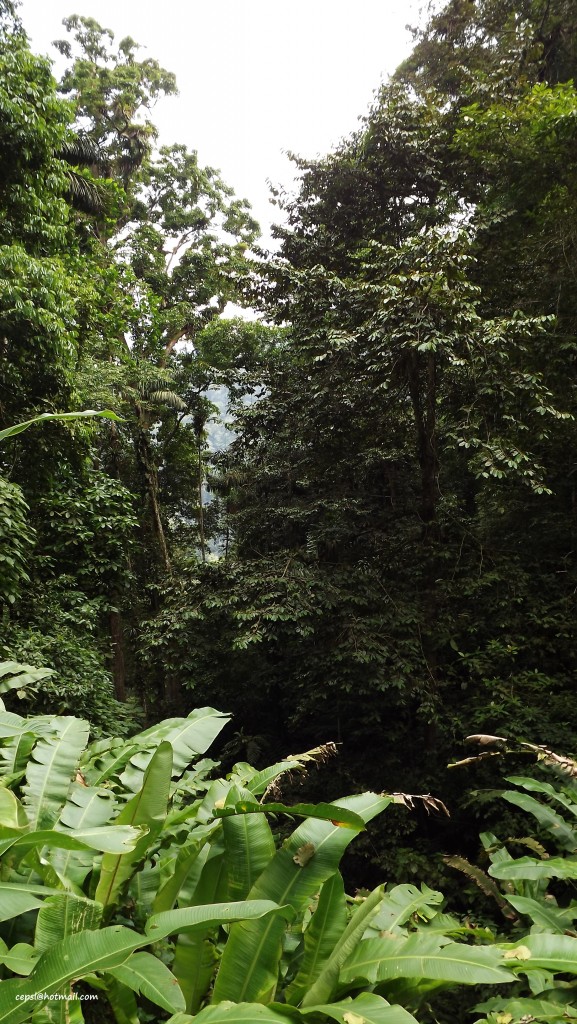 Foto: Selva Tropilcal - Parque Nacional Henry Pittier (Aragua), Venezuela