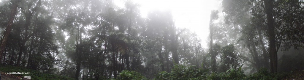 Foto: Panorámica Selva Tropical Humeda - Parque Nacional Henry Pittier (Aragua), Venezuela