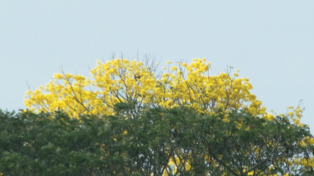 Foto: Roble - Upala (Alajuela), Costa Rica