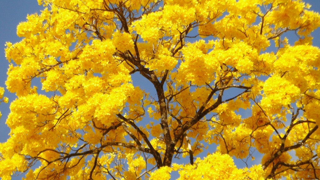 Foto: Roble - Upala (Alajuela), Costa Rica