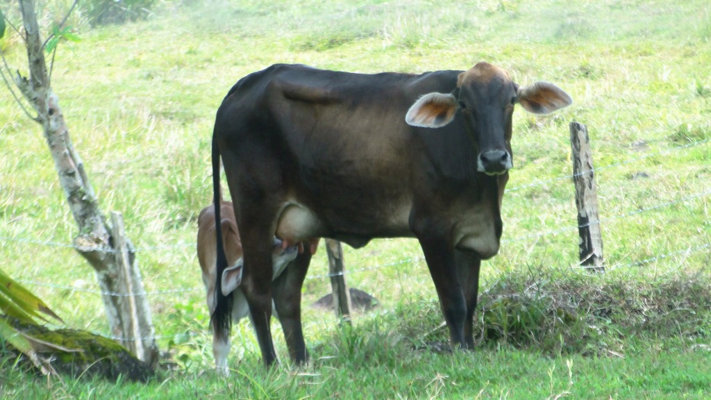 Foto: Animales - Upala (Alajuela), Costa Rica