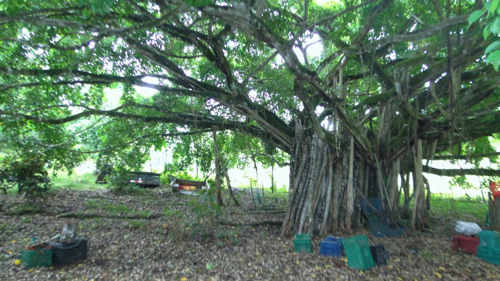Foto: Fincas - Upala (Alajuela), Costa Rica