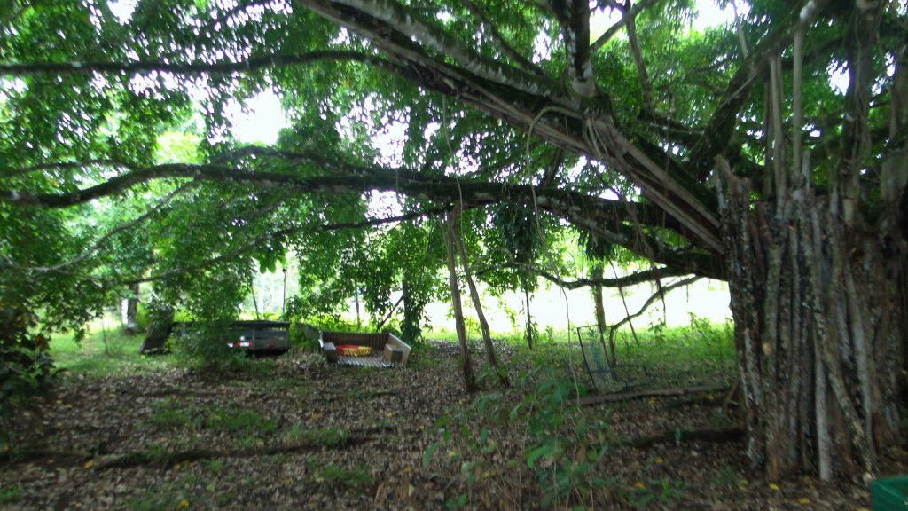 Foto: Fincas - Upala (Alajuela), Costa Rica