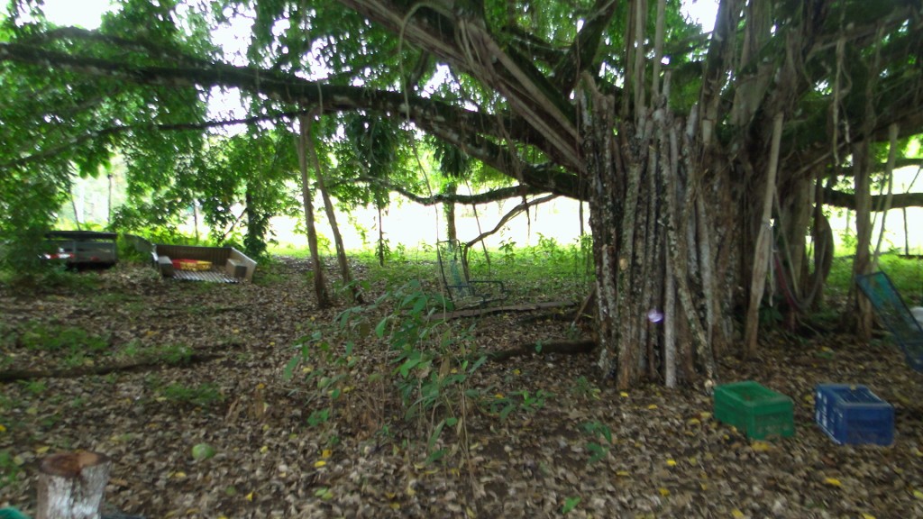 Foto: Fincas - Upala (Alajuela), Costa Rica