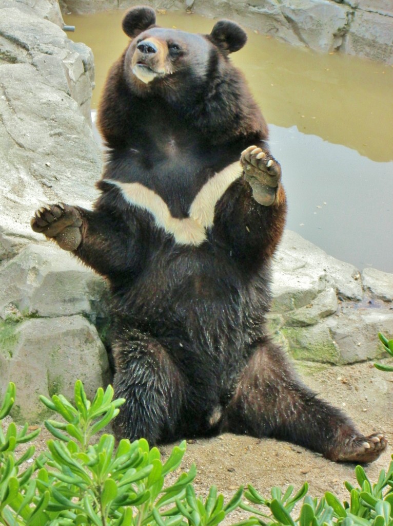 Foto: Zoo - Madrid (Comunidad de Madrid), España