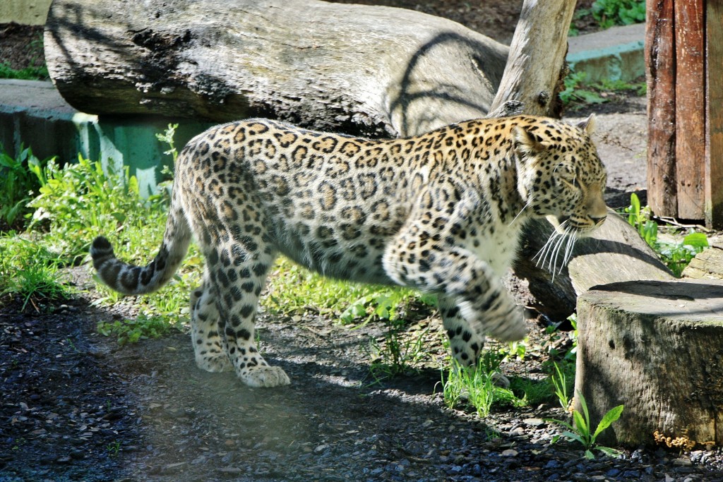 Foto: Zoo - Madrid (Comunidad de Madrid), España