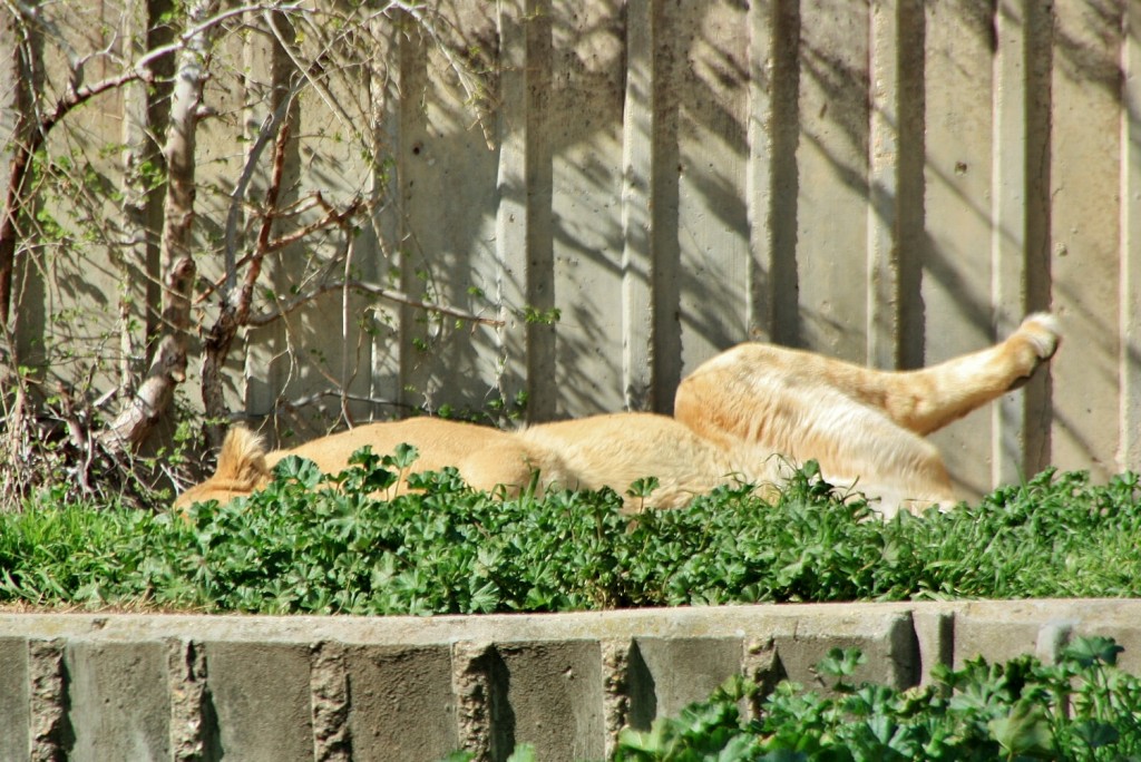 Foto: Zoo - Madrid (Comunidad de Madrid), España