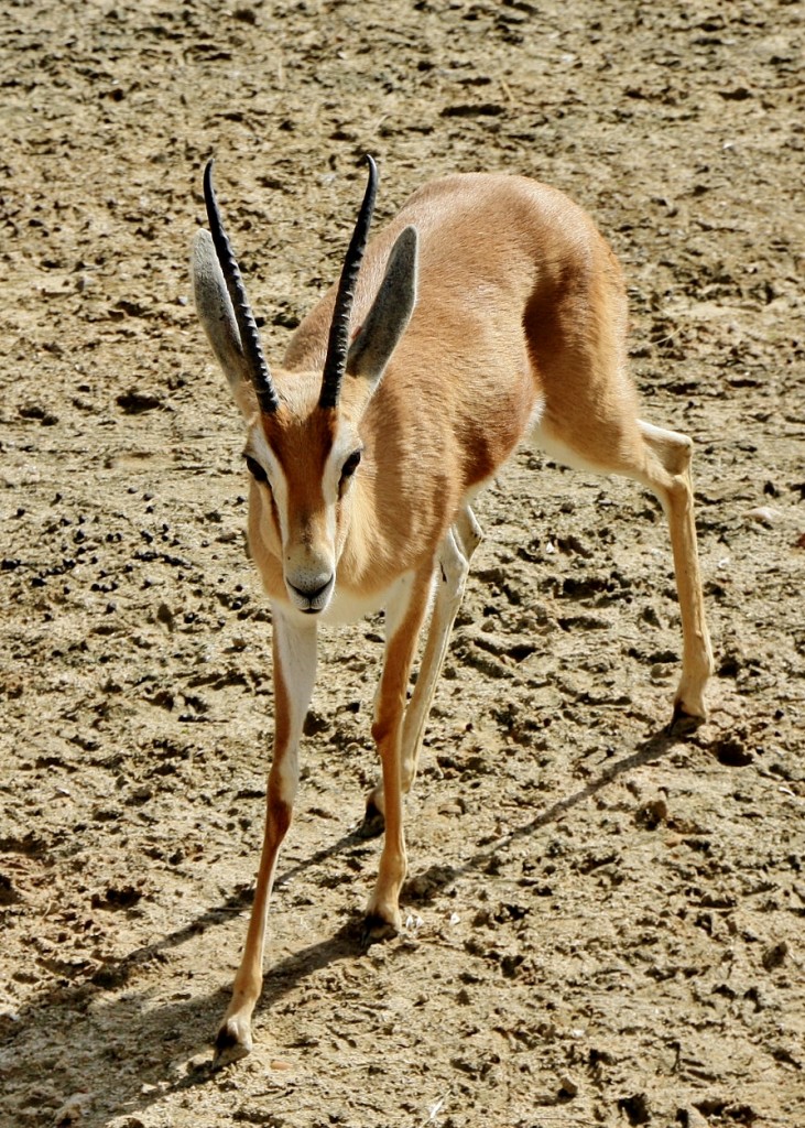 Foto: Zoo - Madrid (Comunidad de Madrid), España