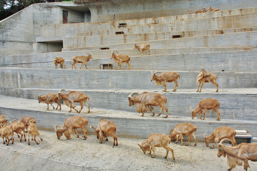 Foto: Zoo - Madrid (Comunidad de Madrid), España