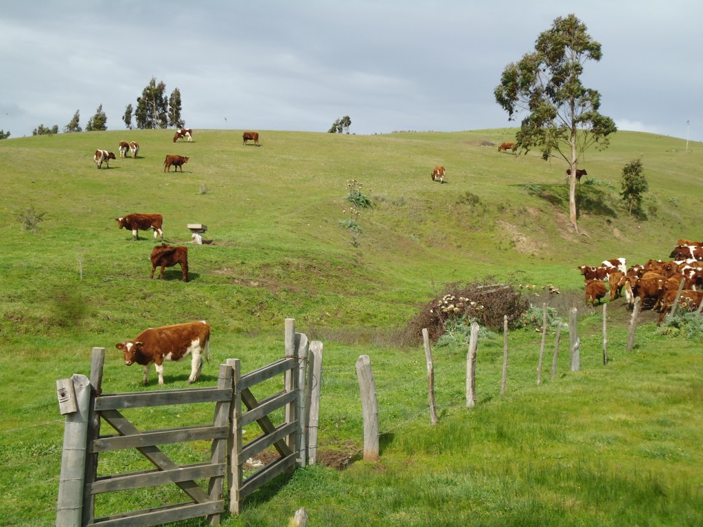 Foto de Lo Valdivia (Libertador General Bernardo OʼHiggins), Chile