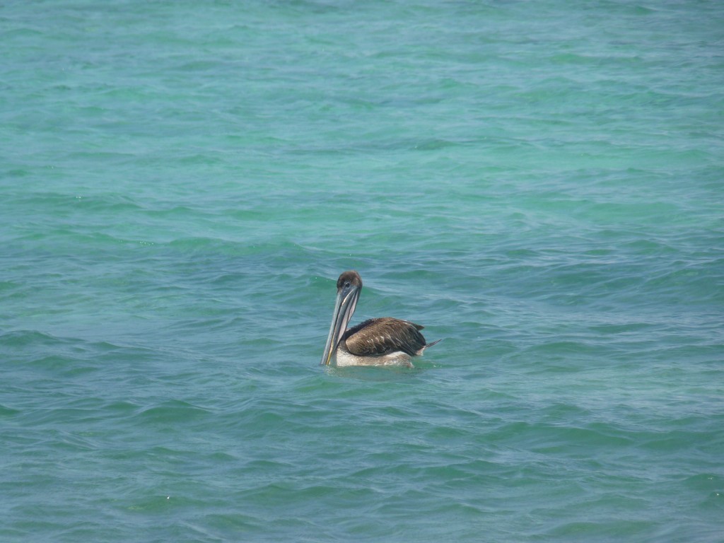Foto: Pelícano - Tulum (Quintana Roo), México