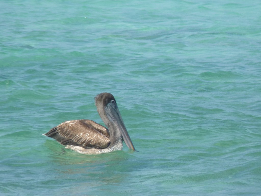 Foto: Pelícano - Tulum (Quintana Roo), México
