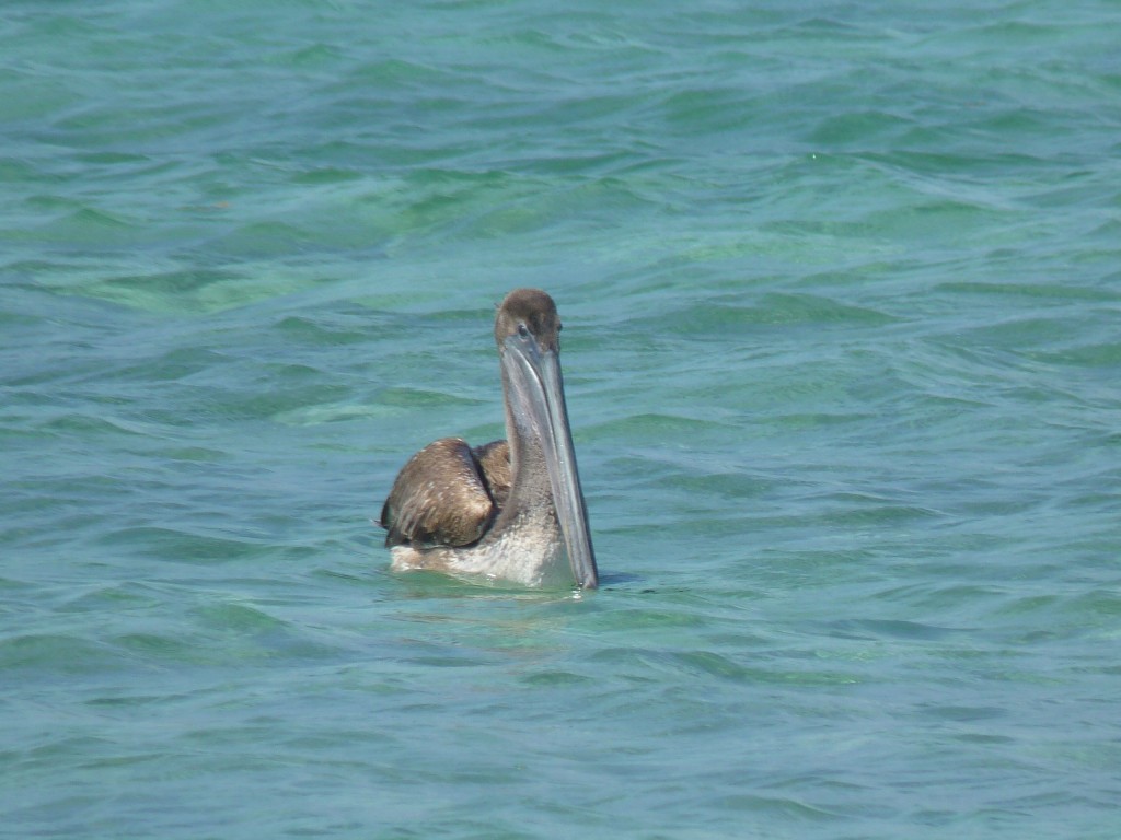 Foto: Pelícano - Tulum (Quintana Roo), México