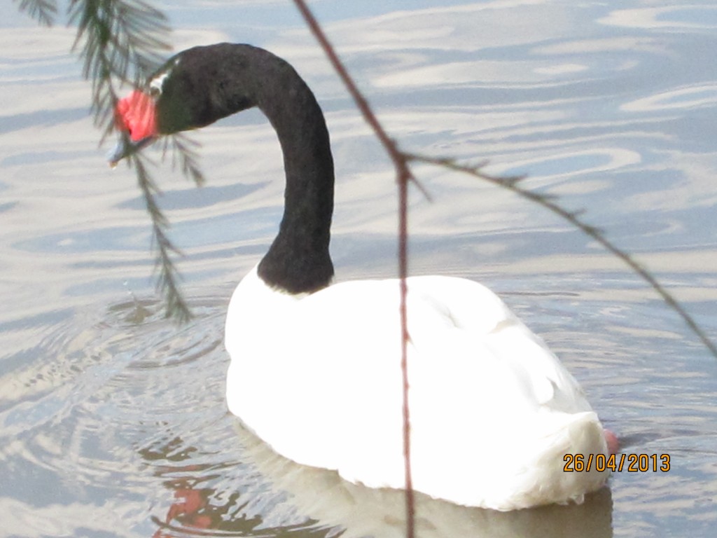 Foto: Parque Unzué - Gualeguaychú (Entre Ríos), Argentina