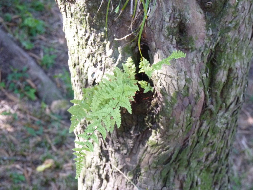 Foto: Termas de Guaychú - Gualeguaychú (Entre Ríos), Argentina