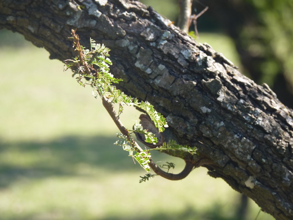 Foto: Termas de Guaychú - Gualeguaychú (Entre Ríos), Argentina