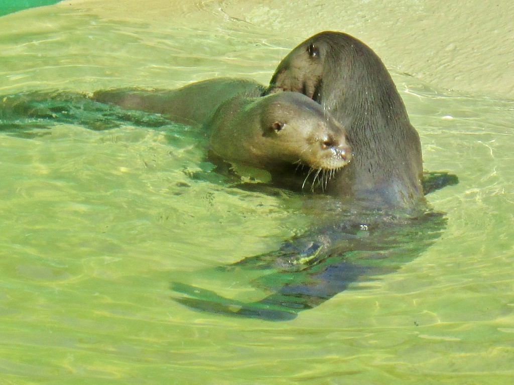 Foto: Zoo - Madrid (Comunidad de Madrid), España