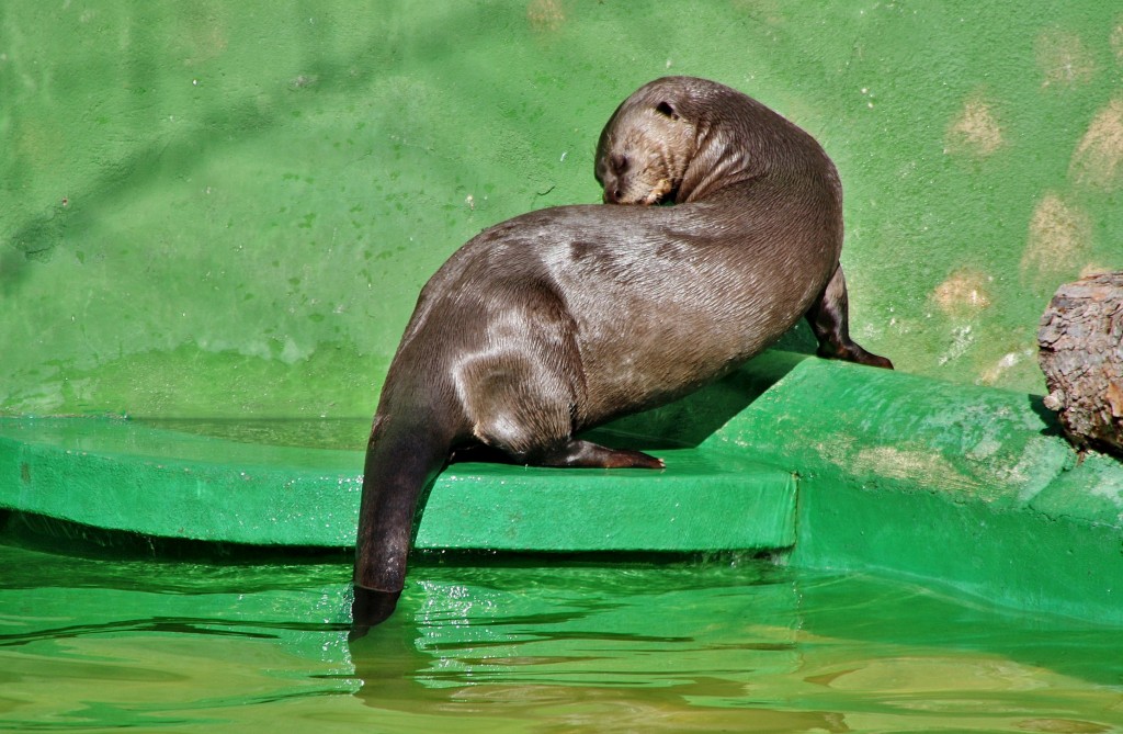 Foto: Zoo - Madrid (Comunidad de Madrid), España