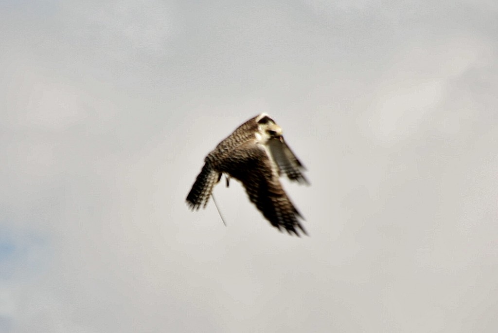 Foto: Zoo - Madrid (Comunidad de Madrid), España