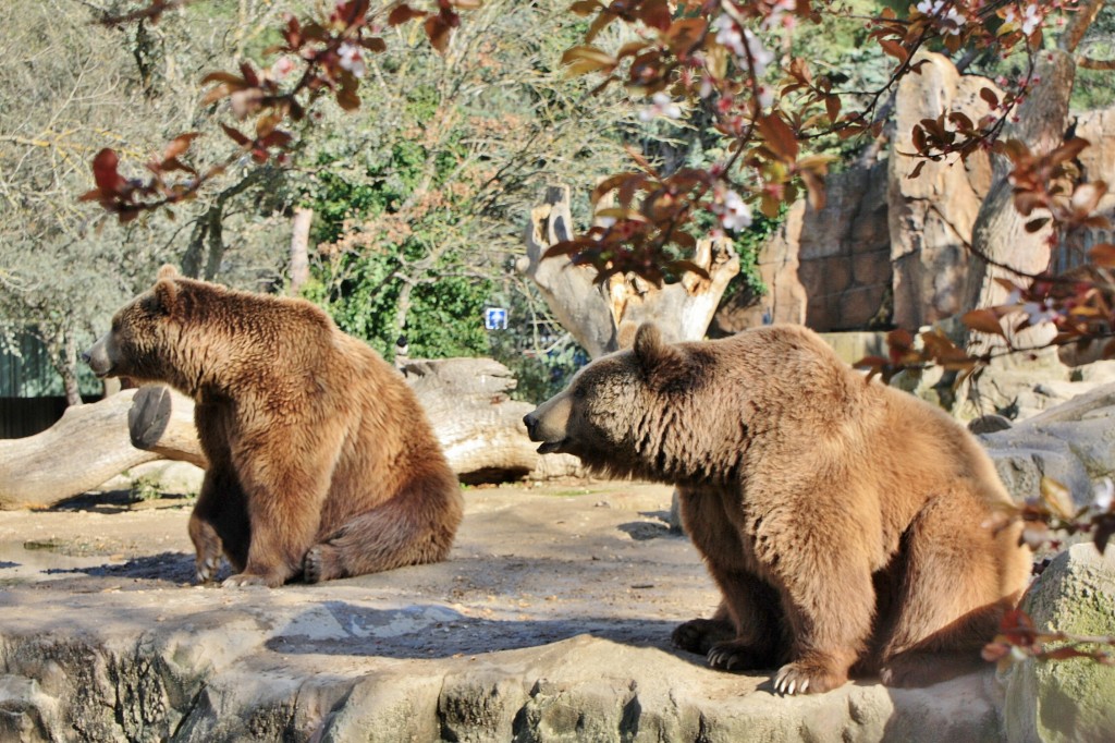 Foto: Zoo - Madrid (Comunidad de Madrid), España