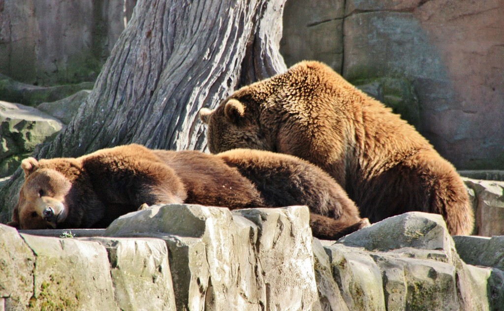 Foto: Zoo - Madrid (Comunidad de Madrid), España
