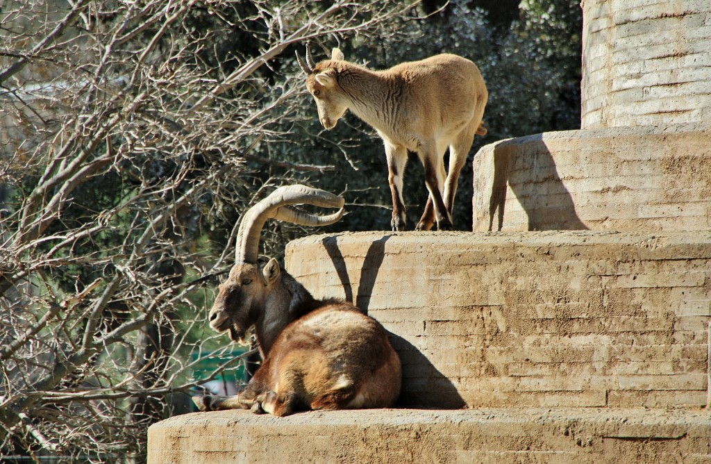 Foto: Zoo - Madrid (Comunidad de Madrid), España